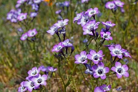 wild flower meadow seeds