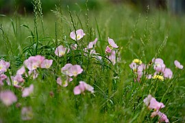 wild meadow seeds