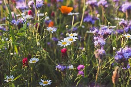 meadow flower seeds
